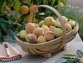 Frisch geerntete Pfirsiche (Prunus persica) im Korb