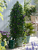 Passiflora 'La Morellina', Osteospermum Impassion 'Pink'