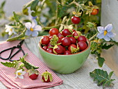 Solanum sisymbriifolium (Lycheepflaume)