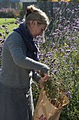 Woman harvesting seeds of Nigella (Jungfer im Grünen)