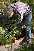 Mann erntet Brokkoli (Brassica) im Gemüsebeet
