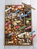 Set box with flower bulbs