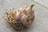 Onion of Lilium candidum (Madonna lily)