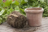 Yakon plant forms large tubers