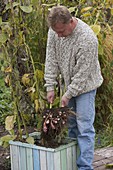 Man harvesting Jerusalem artichoke tubers in autumn