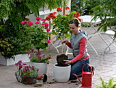 Frau pflanzt Pelargonium (Geranien) Stämmchen in weiße Kübel