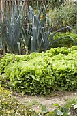 Artist's garden with vegetable patch