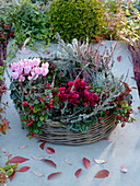 Basket ring as a planted wreath with Cyclamen, Gaultheria