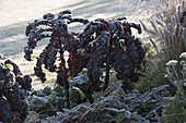 Frozen autumn bed with perennials and grasses