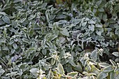 Nepeta (catmint) with hoarfrost