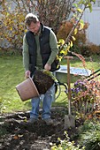 Man takes columnar apple Ballerina (Malus) out of the pot before planting