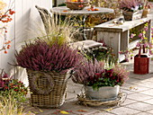 Autumnal terrace with heather
