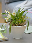 Oncidium Tiny Twinkle 'Fragrance Fantasy' (Orchidee)