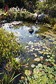 Teich mit Pontederia (Hechtkraut) und Nymphaea (Seerosen), Bachlauf über Steinstufen aus Granit