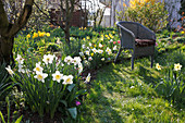 Frühlingsbeet mit Narcissus (Narzissen), Korbstuhl