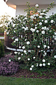 Viburnum burkwoodii (Oster-Schneeball) vorm Balkon, Erica carnea (Schneeheide)