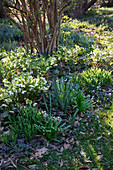 Helleborus niger (Christrosen) im Vorfrühling