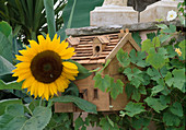 Hausförmiger Nistkasten mit Helianthus annuus (Sonnenblume) und Vitis vinifera (Weinranke)