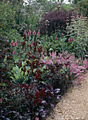 Rosa, rot: Rose, Centranthus Ruber, Diascia, Achillea