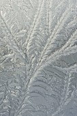 Natur-Kunst : Eisblumen am Fenster