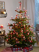 Natural Christmas tree with apples (Malus), holly (Ilex), Pinus