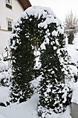 Snowy archway with Hedera (ivy)