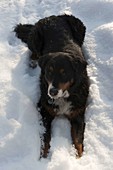 Hund Mona im Schnee