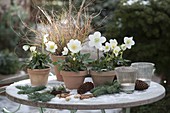 Helleborus niger 'Josef Lemper' (Christmas roses) in clay pots