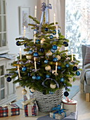 Abies nordmanniana (Nordmann fir) in a basket planter