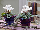 Cyclamen (Cyclamen) in a planter with felt covering