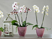Phalaenopsis (Malayenblume, Schmetterlingsorchidee) in Glastöpfen
