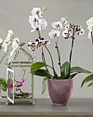 Phalaenopsis (Malayenblume, Schmetterlingsorchidee) in Glastopf