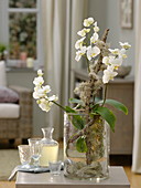 Phalaenopsis (Malayenblume, Schmetterlingsorchidee) in Glasgefäß