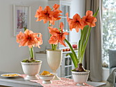 Hippeastrum 'Orange Souvereign' (Amaryllis) in weißen Pokalen