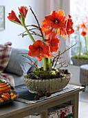 Amaryllis in rustikale Schale pflanzen 5/5