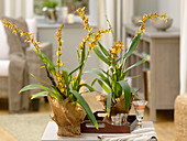 Adaglossum Summit 'French Touch' (Orchidee)