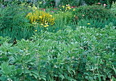 Broad beans