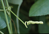 Ranke von Gurkenpflanze (Cucumis)
