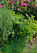 Kräutergarten: Basilikum (Ocimum basilicum), Schnittlauch (Allium schoenoprasum) und Bohnenkraut (Satureja)