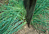 Schnittlauch teilen und einpflanzen Schnittlauch (Allium schoenoprasum) mit dem Spaten in größere Stücke teilen (1/5)