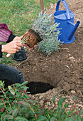 2. Step Lavendel pflanzen, Wurzelfilz aufrauhen