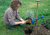 Rosemary planting 3rd step