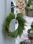 Simple wreath of Pinus strobus (silk pine, Weymouth pine)