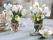 Small bouquets of Helleborus niger (Christmas roses) and Pinus