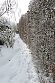 Snowy garden with hedge of Carpinus (hornbeam, hornbeam)