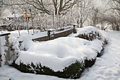 Snowy garden with buxus (box) and grasses