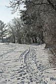 Snowy path at the edge of a grove