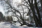 Lying tree in the snowy garden