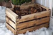 Small pots with perennials can be wintered well in wooden box with foliage