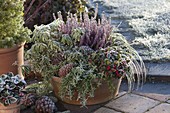 Pieris japonica 'Variegata' (lavender heather), Calluna (bud-flowering)